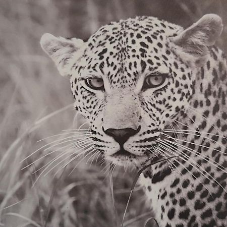 Appartamento Animalier Joigny Esterno foto
